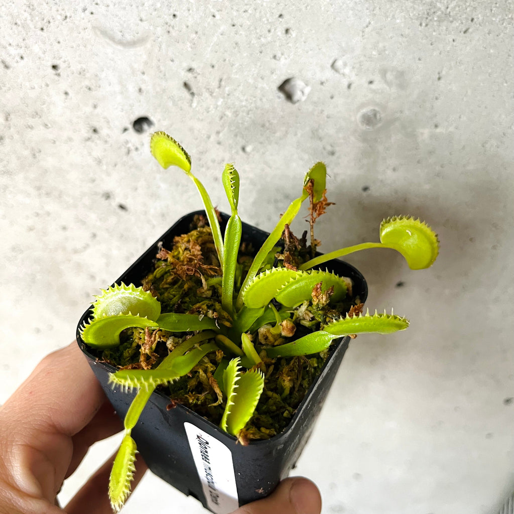 Venus fly trap with open red-lined traps