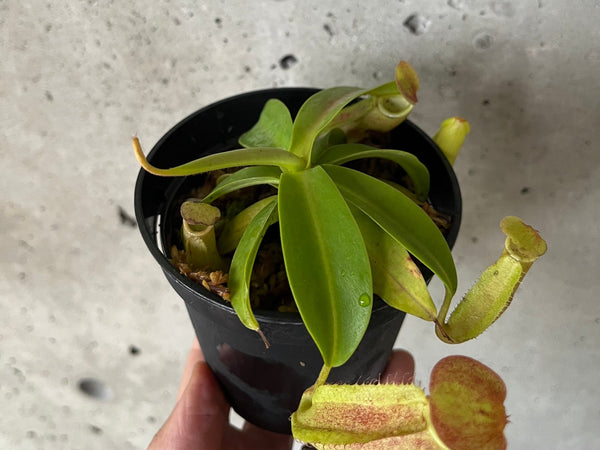 Nepenthes sanguinea with hanging green and red pitchers