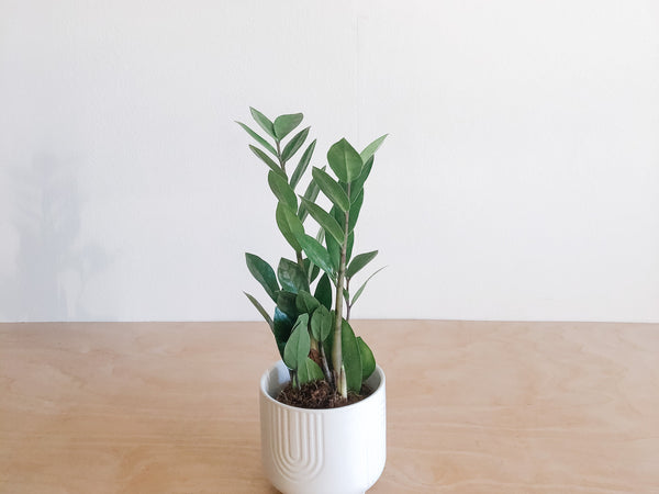 ZZ plant with glossy upright stems in a white pot