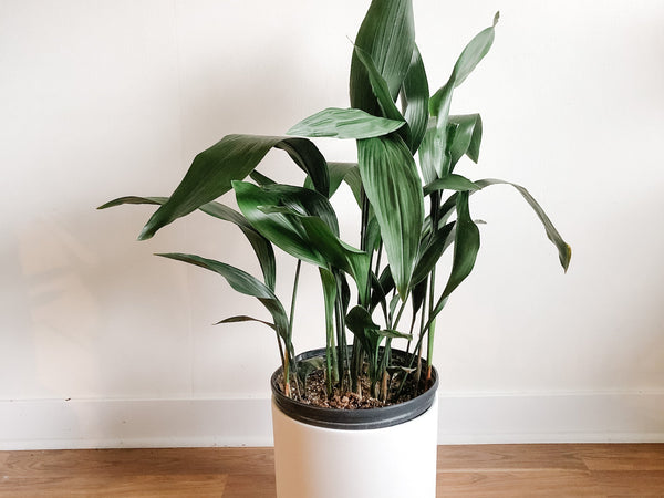 Cast iron plant with long dark green leaves in a white pot