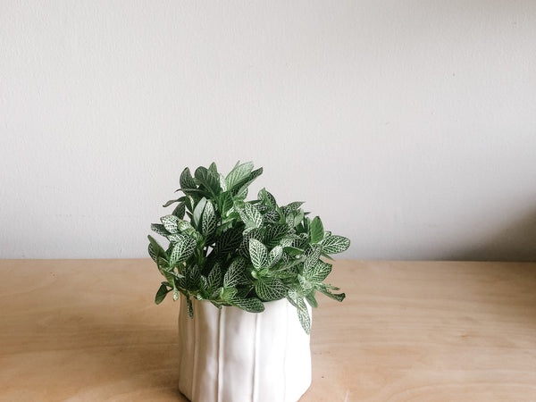 Fittonia nerve plant with pink-veined leaves