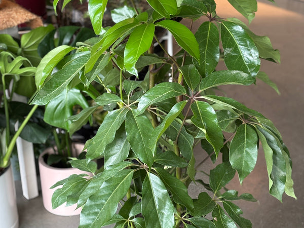 Schefflera Amate with large glossy umbrella-shaped leaves