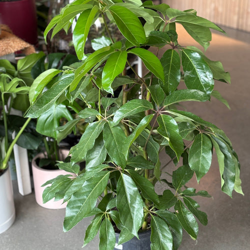 Schefflera Amate with large glossy umbrella-shaped leaves