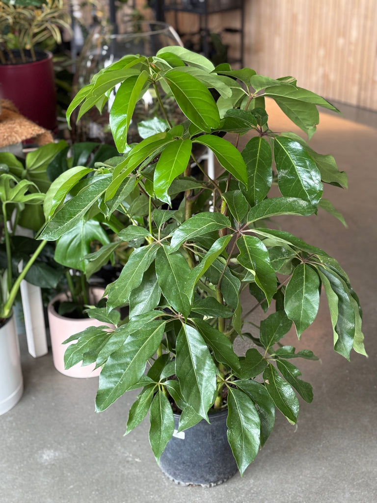 Schefflera Amate with large glossy umbrella-shaped leaves