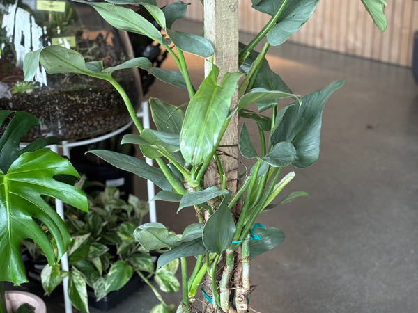 Philodendron Silver Sword climbing a moss pole