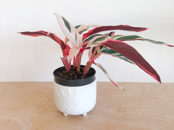 Stromanthe Triostar with pink, cream and green leaves