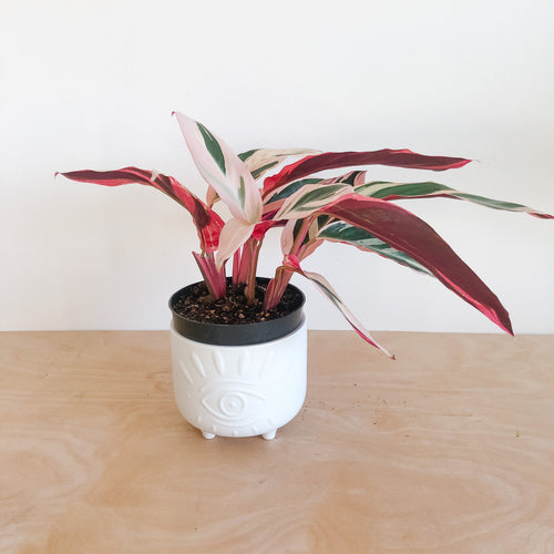 Stromanthe Triostar with pink, cream and green leaves