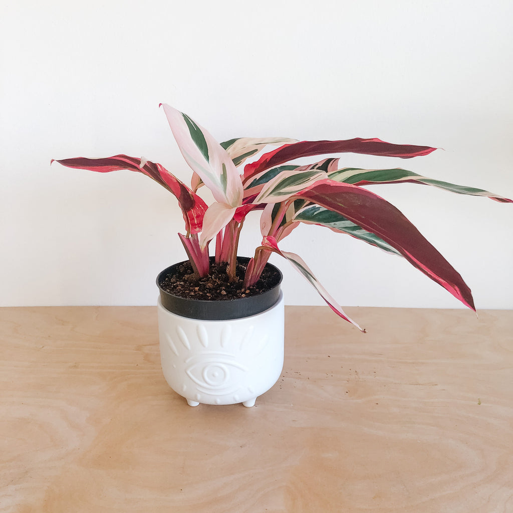 Stromanthe Triostar with pink, cream and green leaves