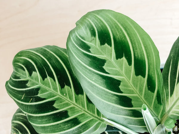 Lime Maranta prayer plant with bright green herringbone leaves