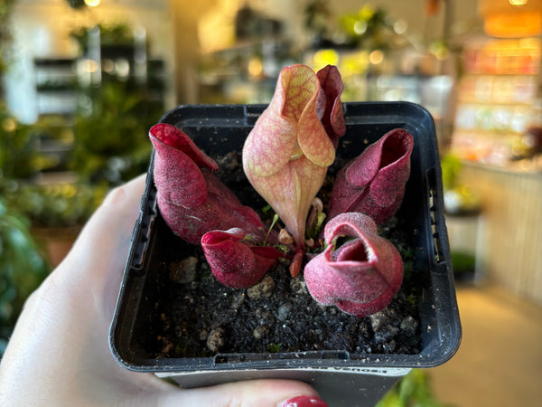 Sarracenia purpurea venosa with red-veined pitchers