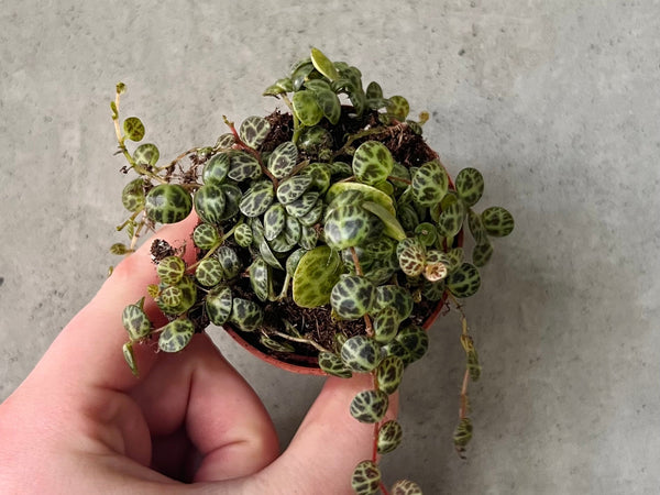 String of turtles trailing from a small pot