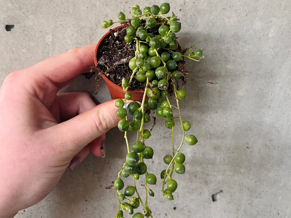 String of pearls trailing from a pot