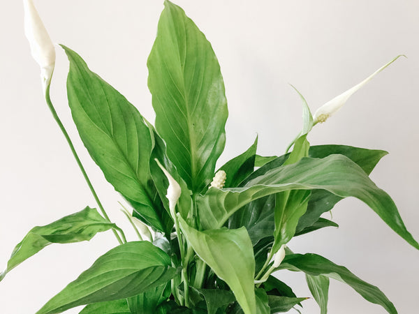 Peace lily with glossy leaves and white flowers