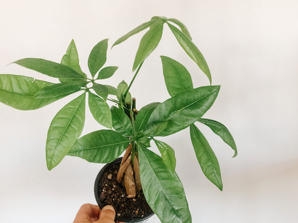 Money tree with braided trunk and palm-like leaves