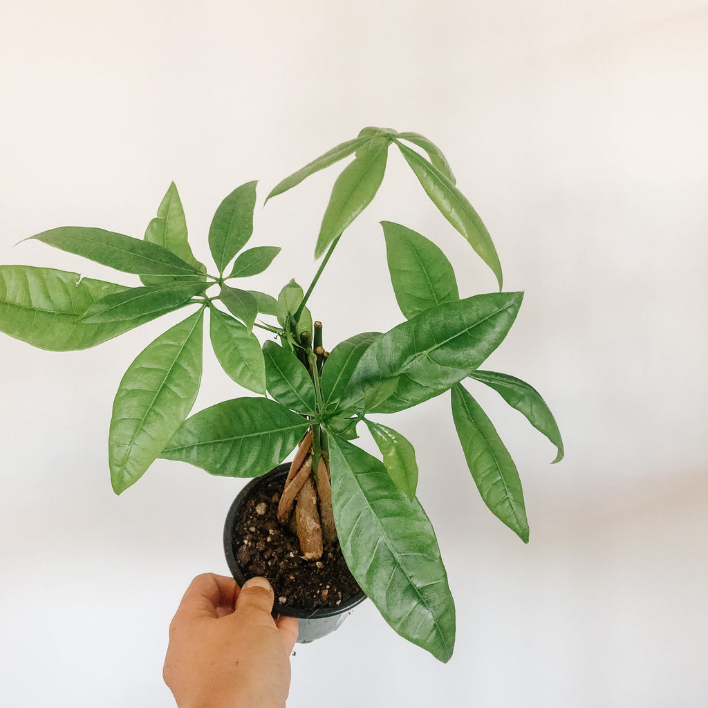 Money tree with braided trunk and palm-like leaves