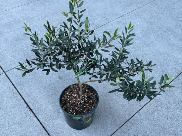Potted olive tree with silvery green leaves