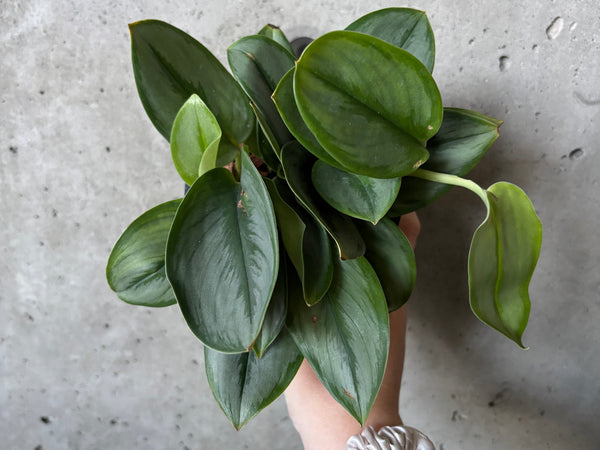 Scindapsus treubii 'Moonlight' with silvery leaves