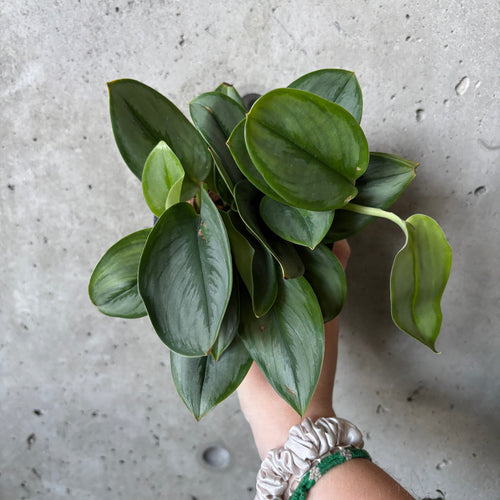 Scindapsus treubii 'Moonlight' with silvery leaves