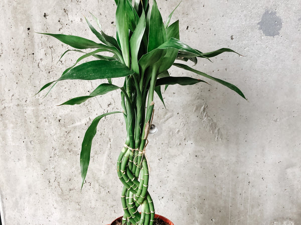 Braided lucky bamboo stalks in a small pot