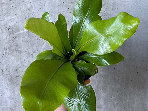 Bird's nest fern with wavy bright green fronds