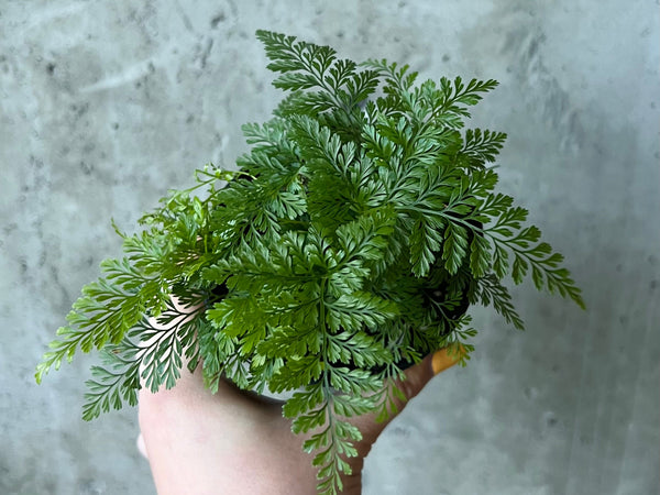 Rabbit's foot fern with fuzzy rhizomes creeping over the pot edge