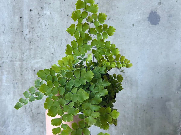 Maidenhair fern with delicate fan-shaped leaflets