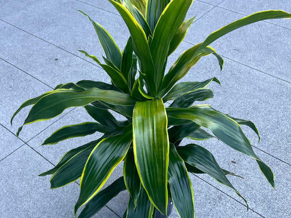 Dracaena 'Hawaiian Sunshine' with lime-striped leaves