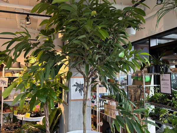 Ficus Amstel King tree with long narrow leaves in the shop