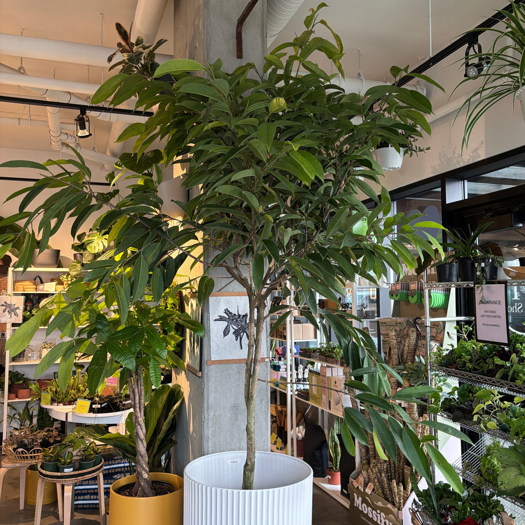 Ficus Amstel King tree with long narrow leaves in the shop