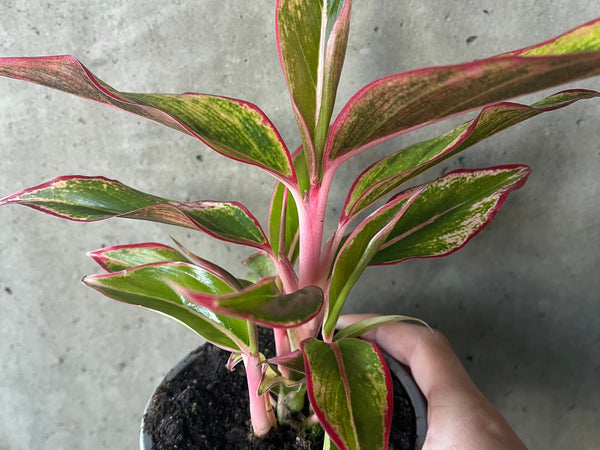 Aglaonema 'Aurora' with pink-edged green leaves
