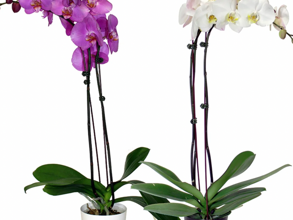 Pink and white Phalaenopsis orchids in bloom
