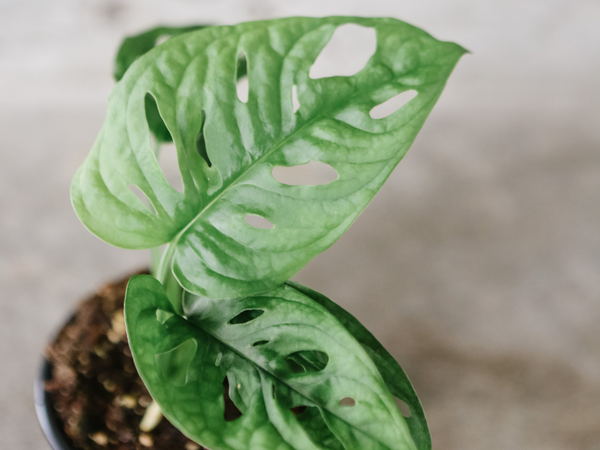 Monstera adansonii with holey leaves in a small pot