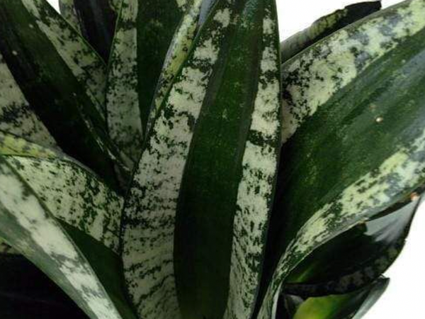 Low-Light Plant Heroes: Houseplants for Darker Corners