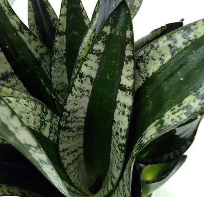 Low-Light Plant Heroes: Houseplants for Darker Corners