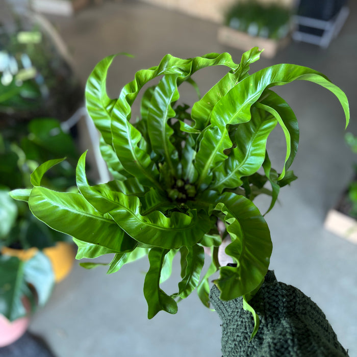 Pet Safe Plants