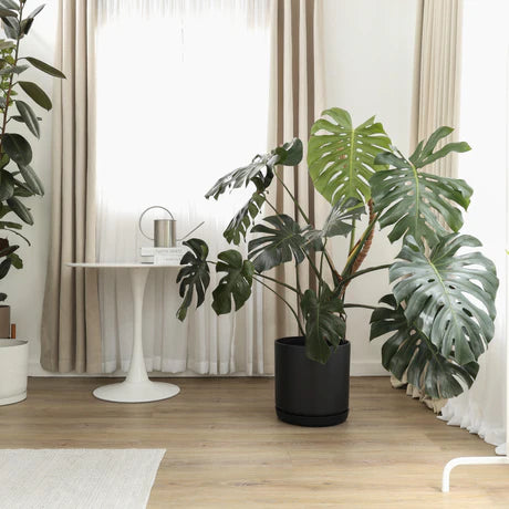 Large plant in a black Kuro planter in a bright room
