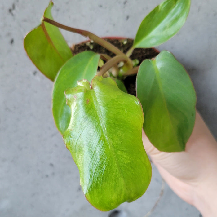 Philodendron Paraiso Verde