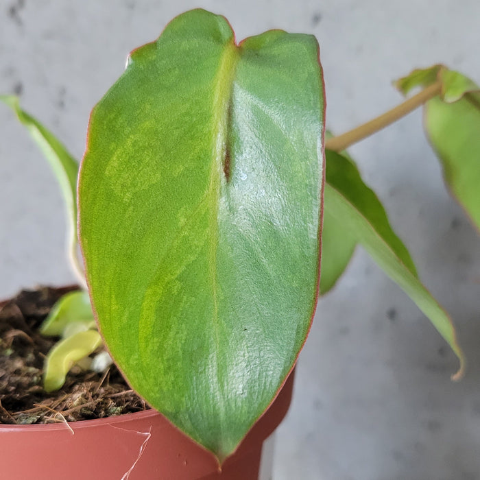 Philodendron Paraiso Verde
