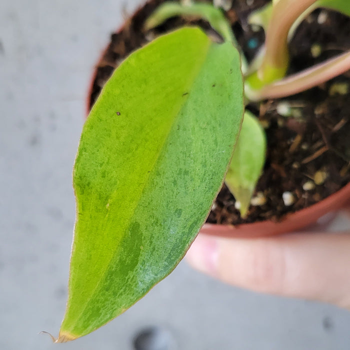 Philodendron Paraiso Verde