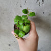 Small Hoya endauensis held in hand