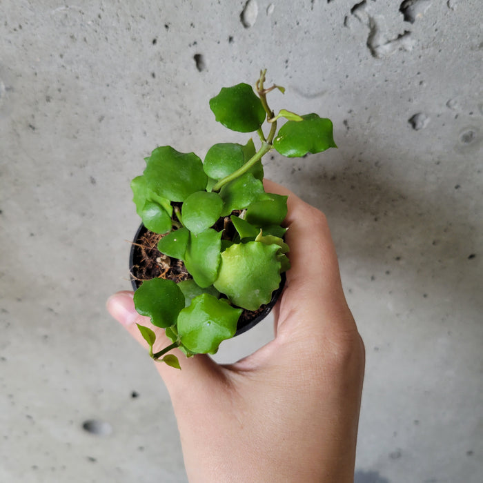 Small Hoya endauensis held in hand
