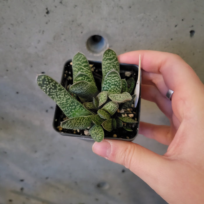 Gasteria sp.