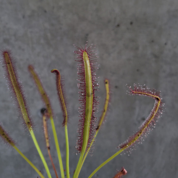 Cape Sundew