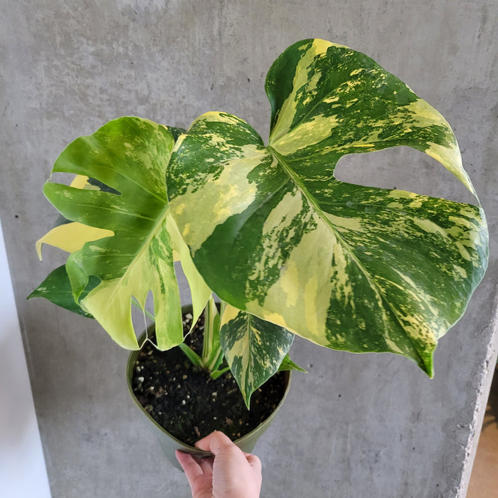 Monstera Aurea