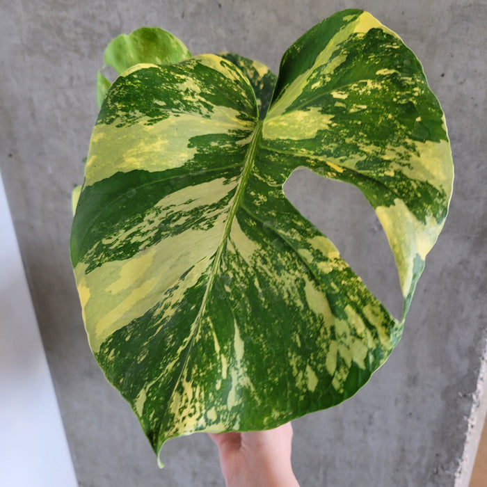 Monstera Aurea
