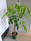 Tall money tree with several stems