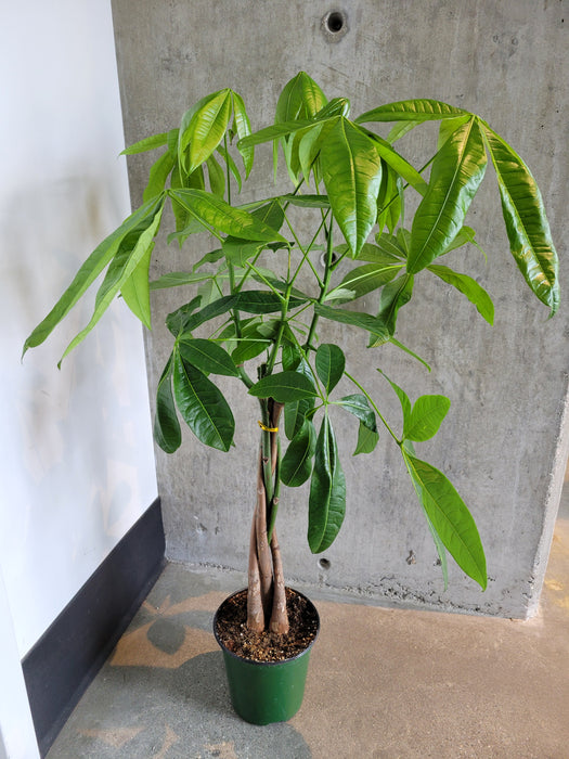 Tall money tree with several stems