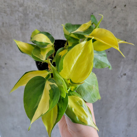 Hand holding a Philodendron Brasil with lime-striped leaves