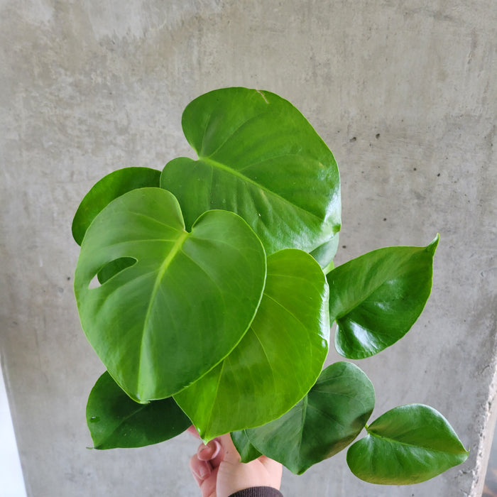 Hand holding a large Monstera deliciosa leaf