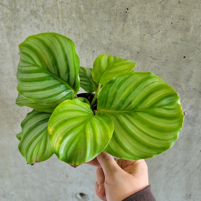 Calathea Orbifolia